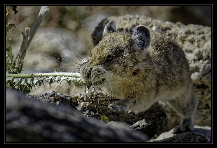 Pika in Rocky Mountain NP