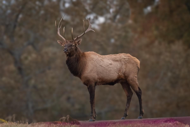 Noble Elk