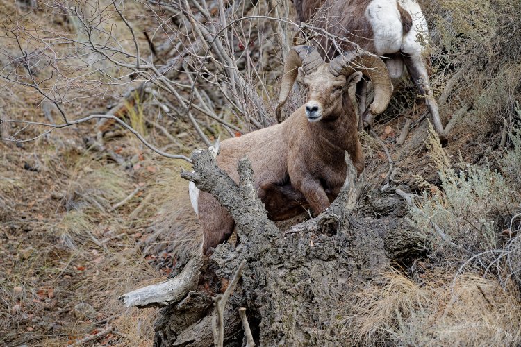 The Bighorn rut and the 600 PF