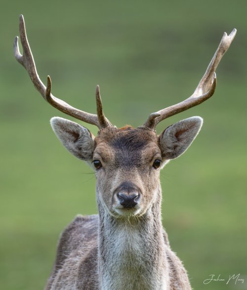 Fallow deer portrait (with the 600pf)
