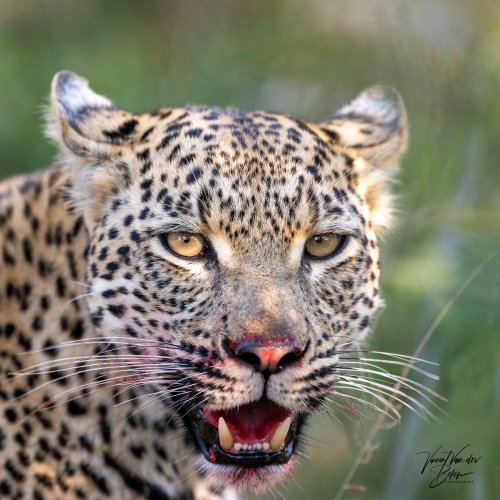 Leopardess on a kill