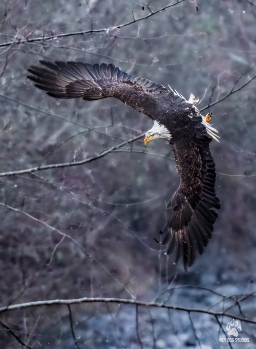 Bald Eagle along the Nooksack River