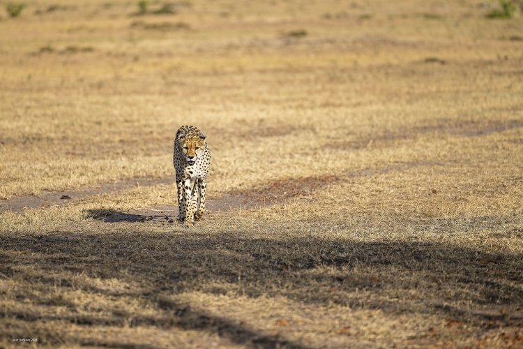 Cheetah from the Masai Mara plains