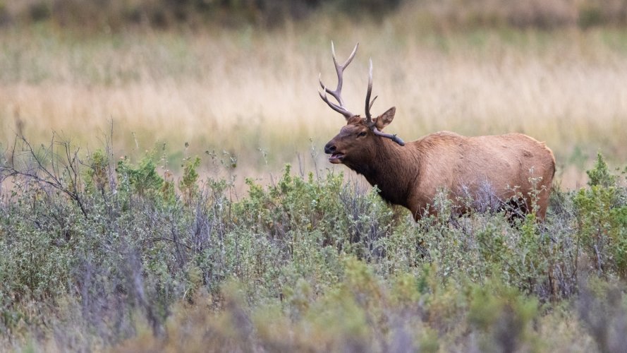 Elk Rut in Montana