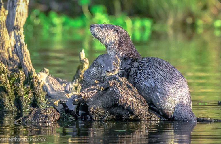 Otter Mom and Cub