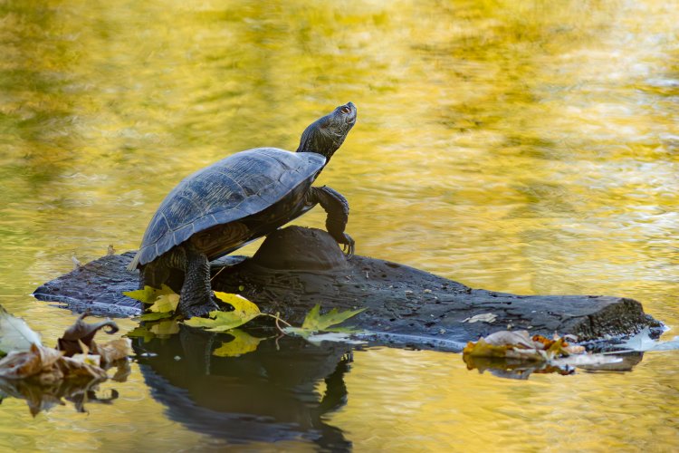 Red-eared Slider, it's just a turtle, but..........