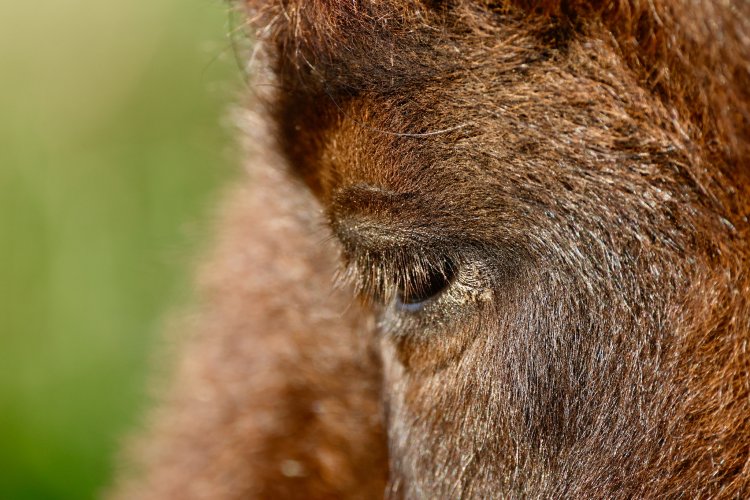 Bison eyes up close