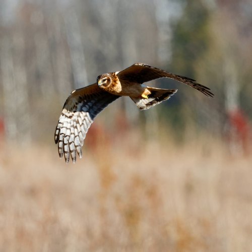 Northern Harrier (aka Marsh Hawk).