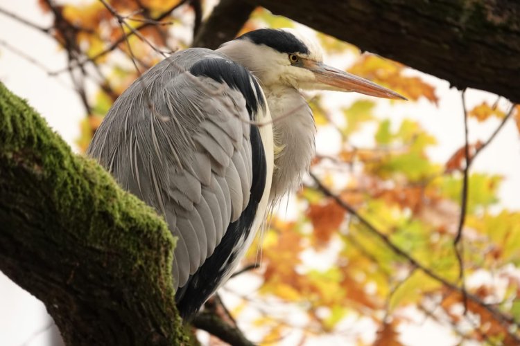 Autumn colors and perched heron. Esslingen, Germany.