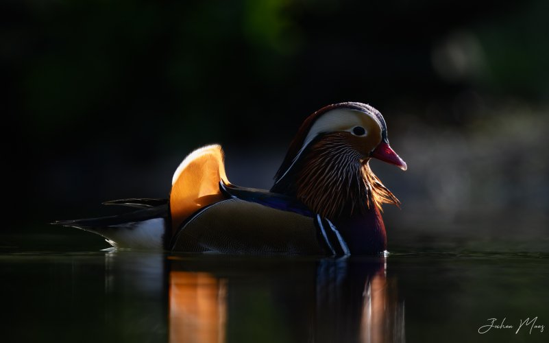 Mandarin duck in the spotlight