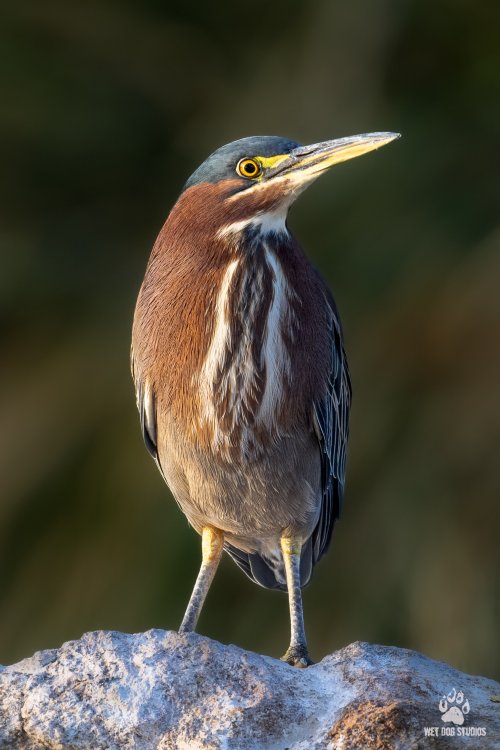 Green Heron perched on a rock