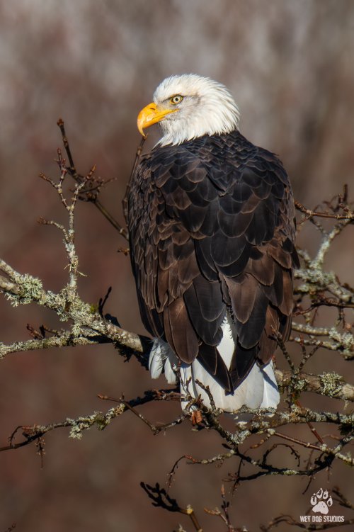 Bald Eagle on the Nooksack river