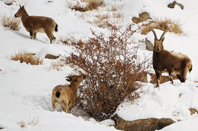 Spotting Wildlife in Kibber Wildlife Sanctuary of the Himalayas.