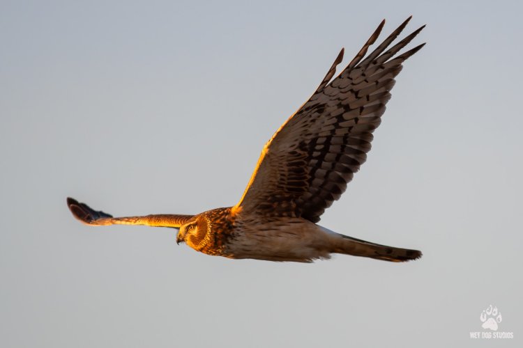 Northern Harrier at Sunset