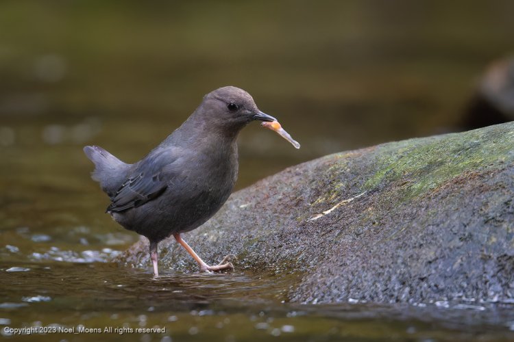 American Dipper at lunchtime
