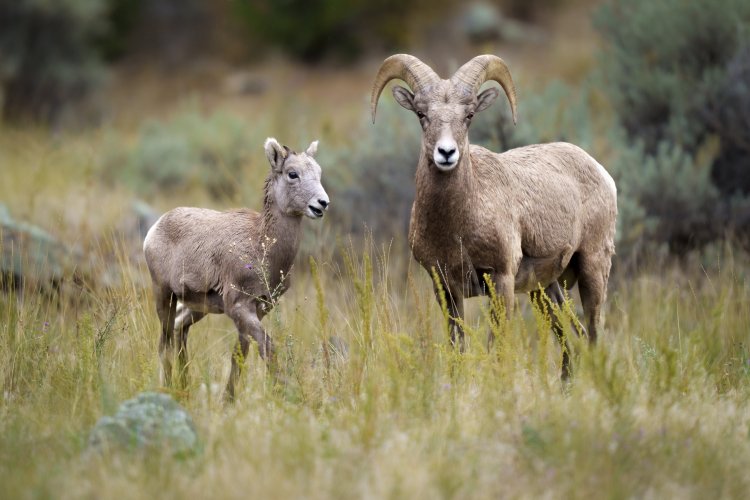 Lamb with male Ram