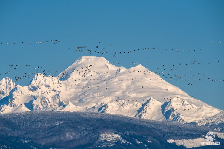Mount Baker with Snow Geese at Sunrise