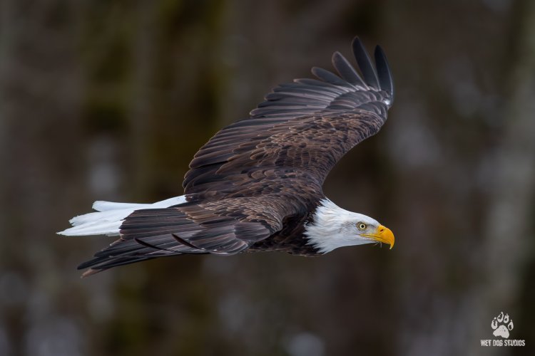 Bald Eagle Flying Over the Nooksack River