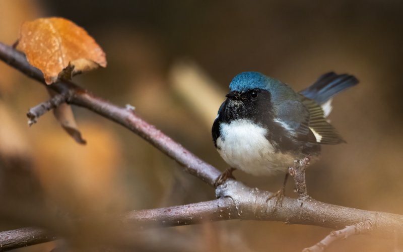 Black-throated Blue Warbler, way out of range