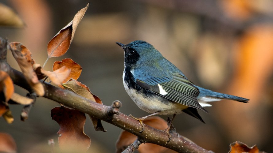 Black-throated Blue Warbler, way out of range