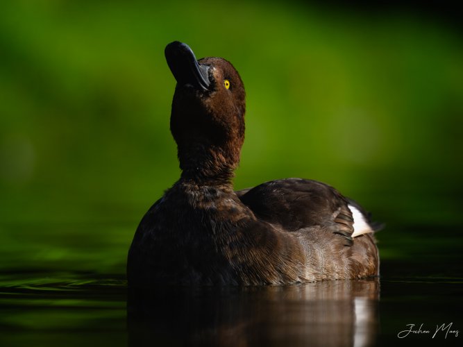 Tufted duck in the spotlight