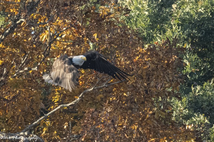 Bald Eagle at LBL - Land Between the Lakes