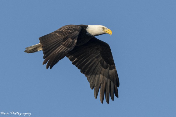 Bald Eagle at LBL - Land Between the Lakes