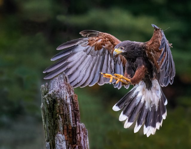 Harris Hawk coming in for a landing