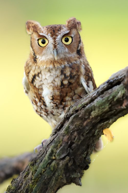 Eastern Screech-Owl Take 2