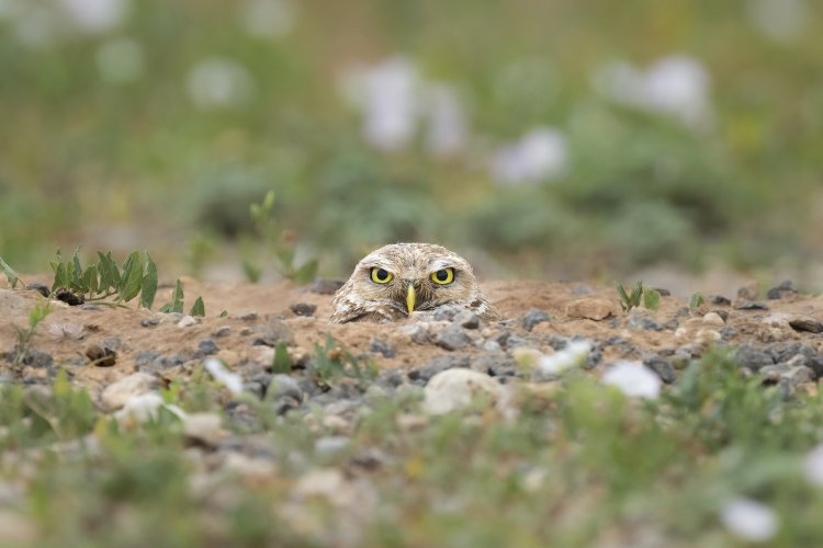 Burrowing Owl - Peek-A-Boo