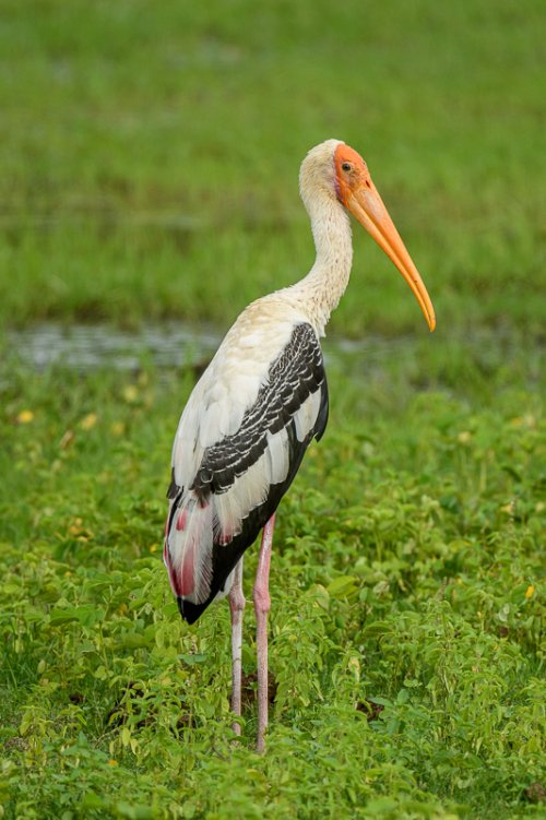 Sri Lanka trip: Painted Stork, Pied Kingfisher,  Paradise Flycatcher