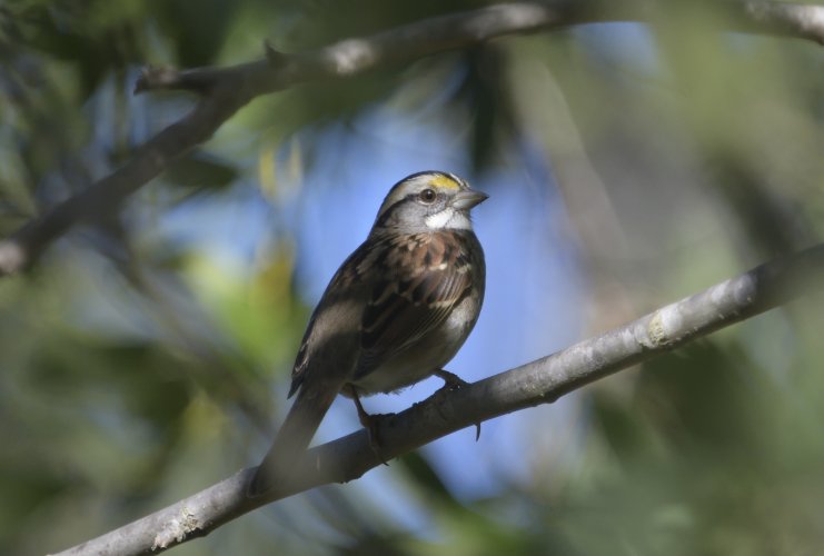 White-throated sparrow in a narrow band of light