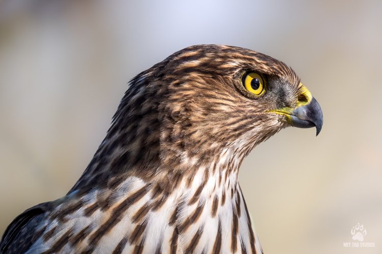 Up close with a Cooper's Hawk