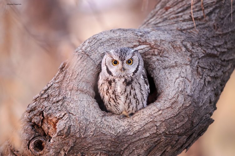 WesternScreech Owl.jpg