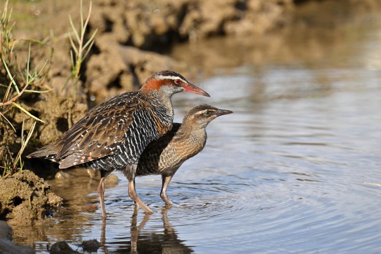 Banded Rail with Young.