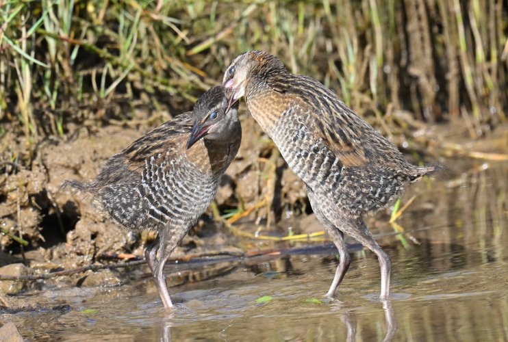 Banded Rail with Young.