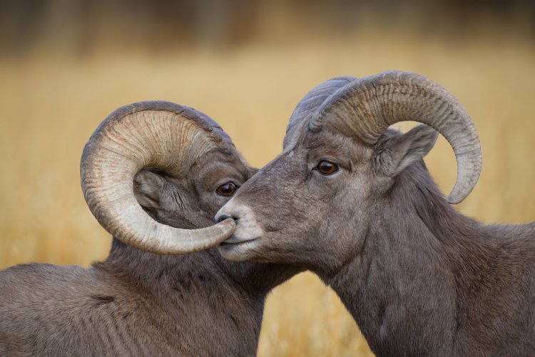 How Rams pick their Nose