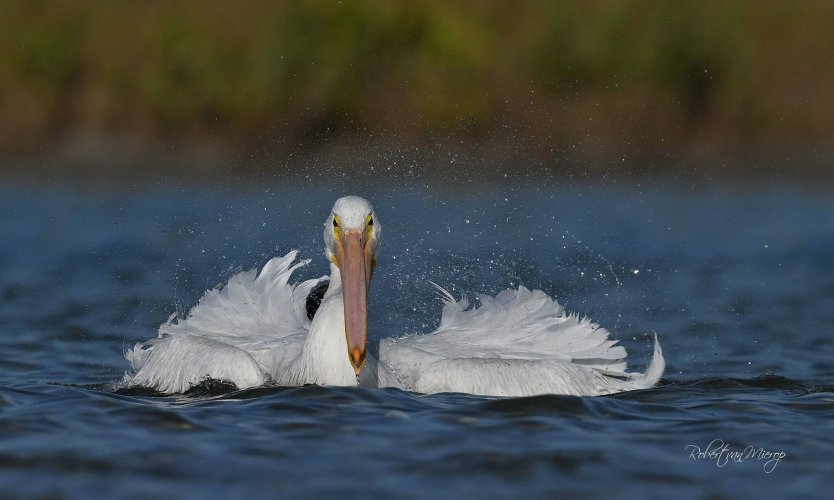 Visitors to Florida Have Arrived