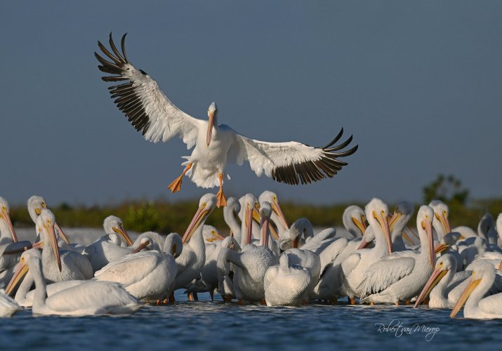 Visitors to Florida Have Arrived