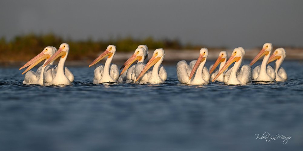 Visitors to Florida Have Arrived