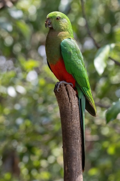 King Parrots