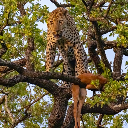 Tree-ed Leopard