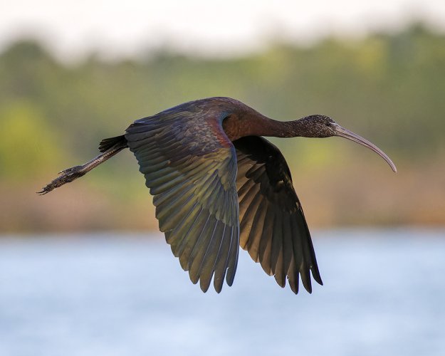Glossy Ibis fly by