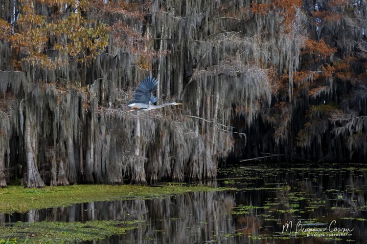 Great Blue Herons in Fall Colors of the Swamp