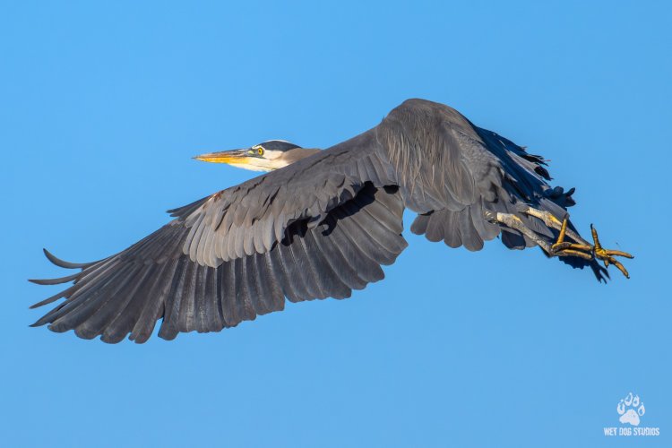 Great Blue Heron Leaping From Perch
