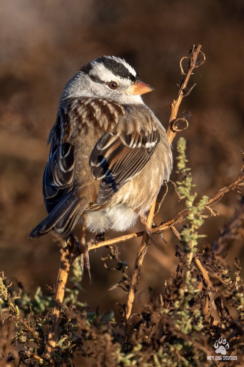 White Crowned Sparrow at Sunrise