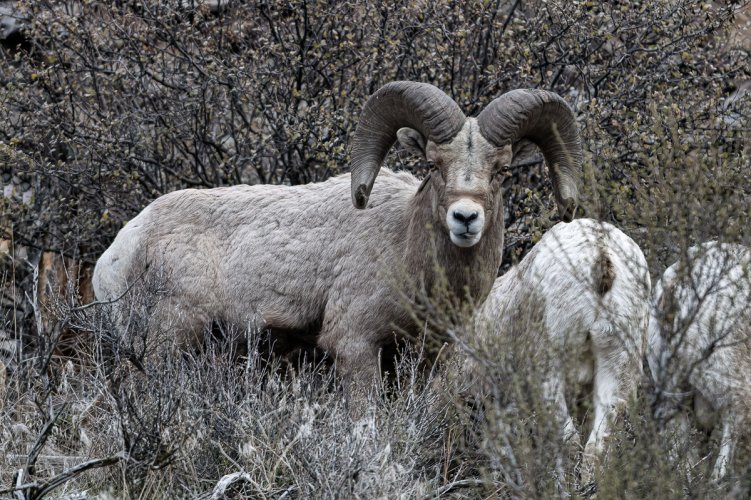Friendly bighorn sheep