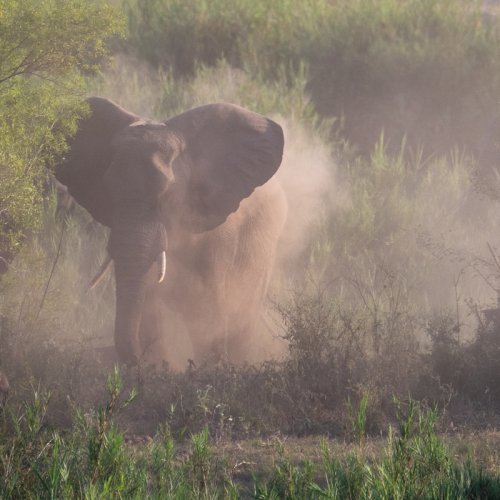 Distant Dustbath - Elephant in the Kruger, South Africa