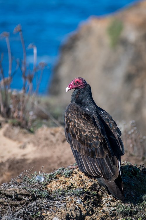 Turkey vulture at rest