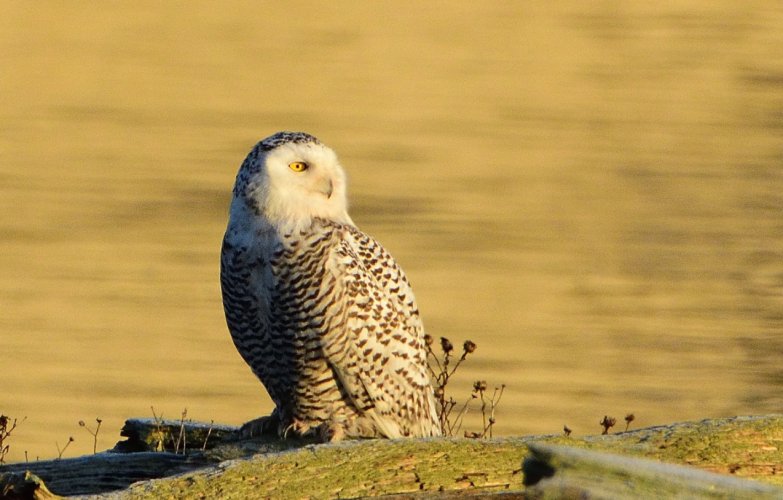 Do You Have Snowy Owls In Your Neck Of The Woods?